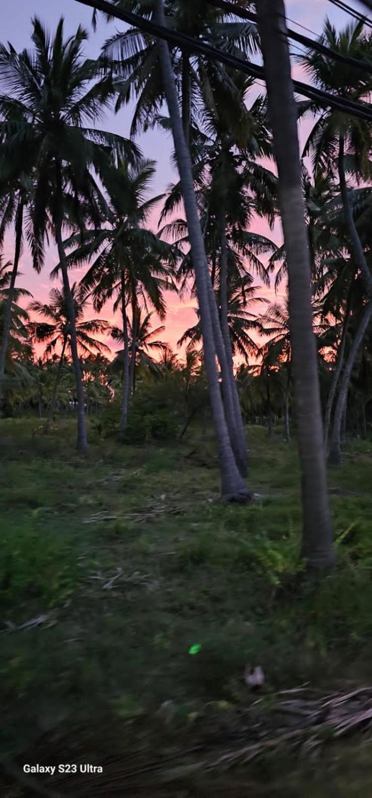 Aloe Vera Villa Negombo Eksteriør billede